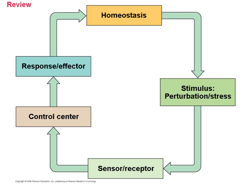 Review Homeostasis Stimulus: Perturbation/stress Response/effector Control center Sensor/receptor
